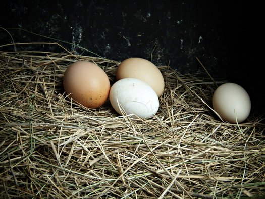 Eier von glücklichen Hühnern im Ötztal