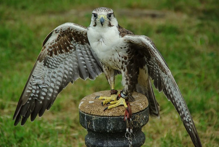 Bird of Prey Park Umhausen in the Ötzal Bird of Prey Park Umhausen in the Ötzal