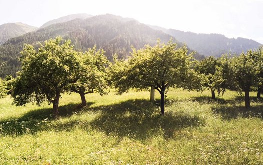 Natur pur in Sautens und im Ötztal