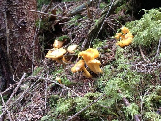 Fresh chanterelles