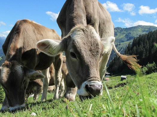 Beste Milch von gesunden Kühen in Tirol