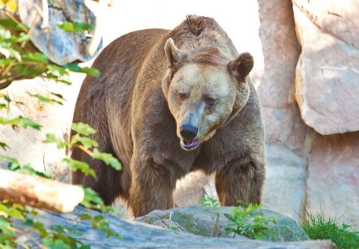 Innsbruck Alpine Zoo